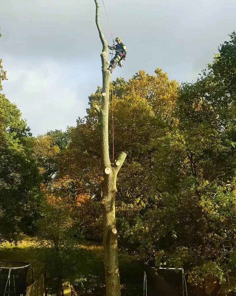 This is a photo of an operative from Bottisham Tree Surgeons felling a tree. He is at the top of the tree with climbing gear attached about to remove the top section of the tree.