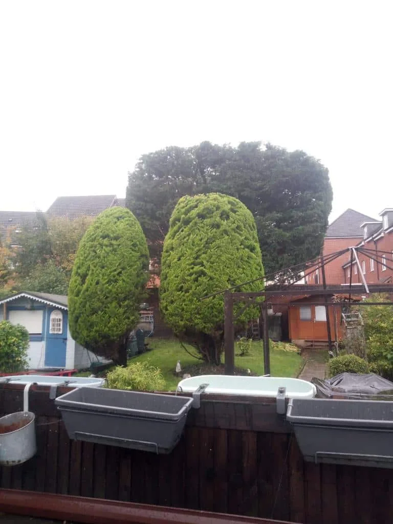 This is a photo of two tree in a garden that have just been trimmed. They have been sculpted by the operatives of Bottisham Tree Surgeons