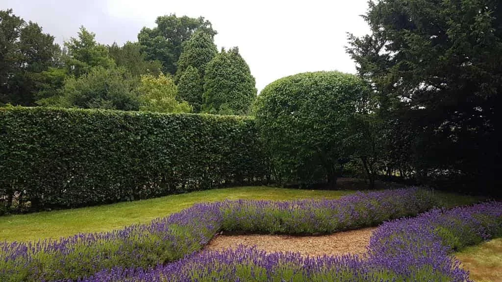 This is a photo of a garden hedge that has just been trimmed by Bottisham Tree Surgeons