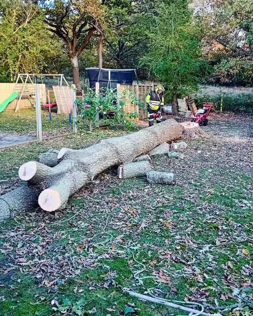 This is a tree laying on the ground of a garden that has just been felled by the operatives from Bottisham Tree Surgeons