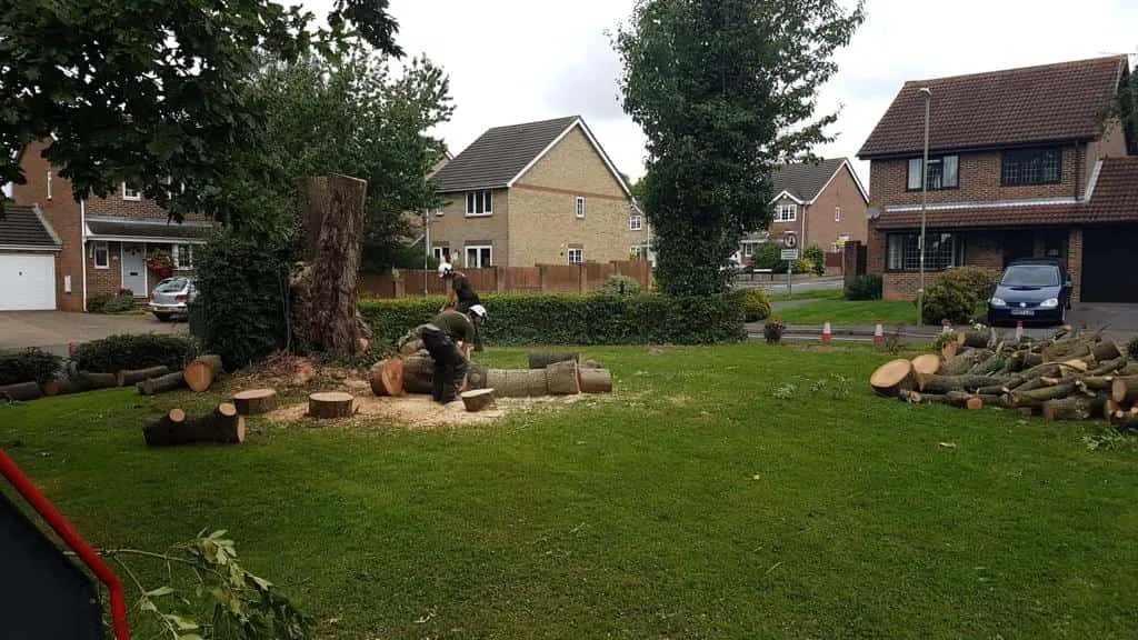 This is a photo of a tree that has been cut into sections on a communal area, and is now being removed from site. Works undertaken by Bottisham Tree Surgeons