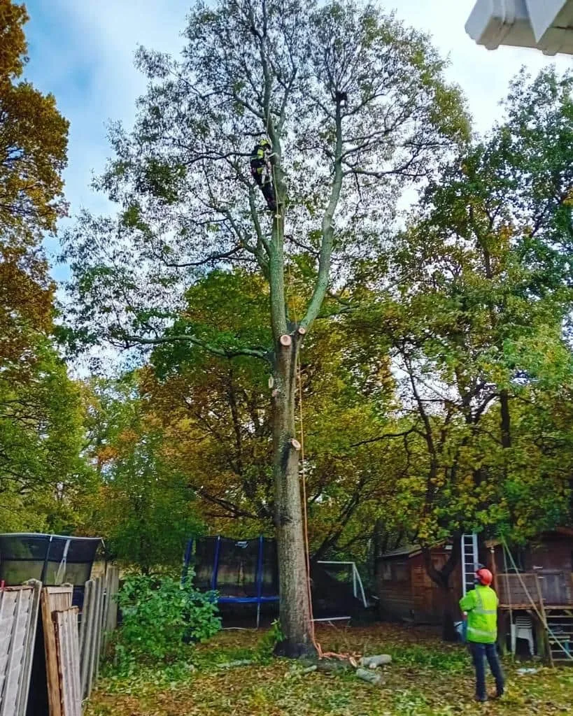 This is a photo of a tree being pruned, there is a man up the tree cutting a section of it down while another man is standing in the garden of the property where the tree is located overseeing the work. Works carried out by Bottisham Tree Surgeons