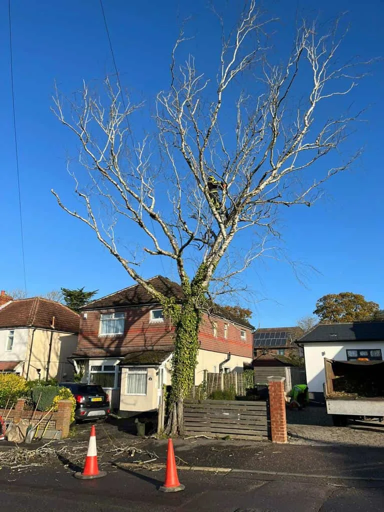 This is a photo of a tree on the pavement that is having limbs removed which are near to power lines. Works undertaken by Bottisham Tree Surgeons