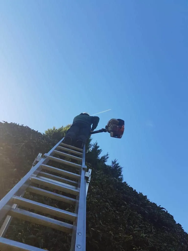 This is a photo of an operative from Bottisham Tree Surgeons up a ladder rested on a hedge with a petrol strimmer.