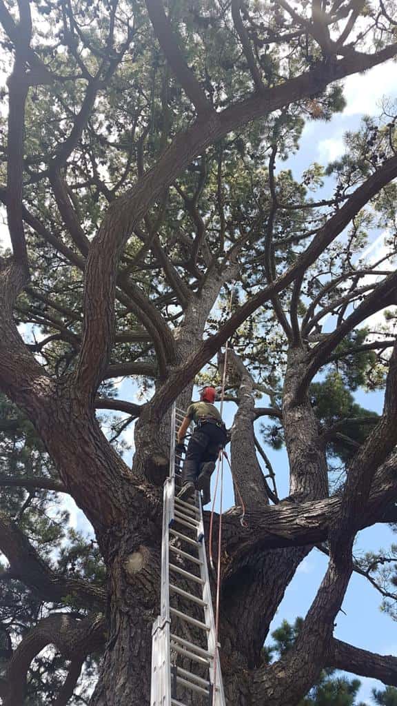 This is a photo of a very large tree with a ladder resting on it and an operative from Bottisham Tree Surgeons climbing up it to carry out tree surgery